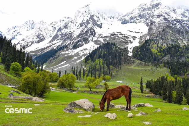 Travel Cosmic-Kashmir